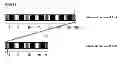 Fig. 14 - Immunogenic composition