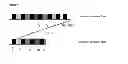 Fig. 15 - Immunogenic composition