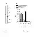 Fig. 09 - MALARIA VACCINES
