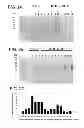 Fig. 03 - polypeptides and methods of use