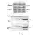 Fig. 03 - Polypeptides and vectors for targeting HER2/expressing cells and uses thereof