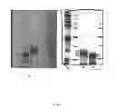 Fig. 04 - Compositions and methods for treatment of microbial infections