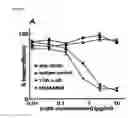 Fig. 11 - IMMUNOGENIC COMPOSITIONS AND EXPRESSION SYSTEMS