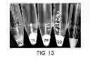 Fig. 06 - Solid oral sensorial products including stain inhibitor