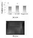 Fig. 18 - Nanoparticle - Biocide Treatment of Biofilms