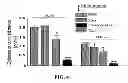 Fig. 06 - EXOSOMAL COMPOSITIONS AND METHODS FOR THE TREATMENT OF DISEASE