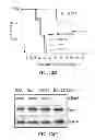 Fig. 19 - EXOSOMAL COMPOSITIONS AND METHODS FOR THE TREATMENT OF DISEASE