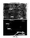 Fig. 15 - Solid oral formulations and crystalline forms of an inhibitor of apoptosis protein