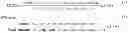 Fig. 03 - NON-ENTERIC COATED PHARMACEUTICAL COMPOSITION AND USE THEREOF