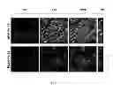 Fig. 05 - NON-ENTERIC COATED PHARMACEUTICAL COMPOSITION AND USE THEREOF
