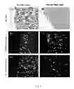 Fig. 06 - NON-ENTERIC COATED PHARMACEUTICAL COMPOSITION AND USE THEREOF