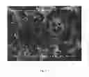 Fig. 04 - Highly compactable and durable direct compression excipients and excipient systems