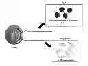 Fig. 01 - Stable layer-by-layer coated particles