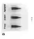 Fig. 06 - Stable layer-by-layer coated particles