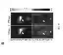 Fig. 10 - Stable layer-by-layer coated particles