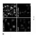 Fig. 30 - Stable layer-by-layer coated particles