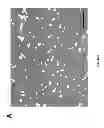 Fig. 32 - Stable layer-by-layer coated particles