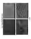 Fig. 66 - Stable layer-by-layer coated particles