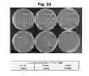 Fig. 06 - Preservative system for acidic beverages based on sequestrants
