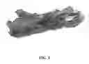 Fig. 02 - Method of creating meat strips