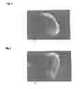 Fig. 06 - Modified Natural Graphite Particles