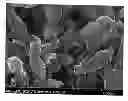 Fig. 01 - Nanofibrous electrocatalysts