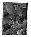 Fig. 06 - Nanofibrous electrocatalysts