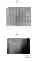 Fig. 02 - SOLID POLYMER ELECTROLYTE MEMBRANE AND FUEL CELL USING THE SAME