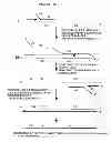 Fig. 05 - Cross priming amplification of target nucleic acids