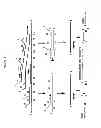 Fig. 09 - Cross priming amplification of target nucleic acids