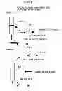 Fig. 10 - Cross priming amplification of target nucleic acids