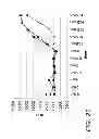 Fig. 20 - Nicking and extension amplification reaction for the exponential amplification of nucleic acids