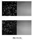 Fig. 09 - Compounds and methods for assaying redox state of metabolically active cells and methods for measuring NAD(P)/NAD(P)H