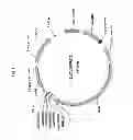 Fig. 02 - Expression vector for animal cells including CSP-B 5′-SAR factor and method for producing recombinant proteins using same