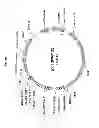 Fig. 06 - Expression vector for animal cells including CSP-B 5′-SAR factor and method for producing recombinant proteins using same