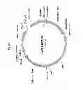 Fig. 09 - Expression vector for animal cells including CSP-B 5′-SAR factor and method for producing recombinant proteins using same