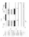 Fig. 06 - Biofilm photobioreactor system and method of use