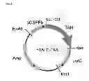 Fig. 06 - Tannase, gene encoding same, and process for producing same