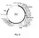 Fig. 07 - Polypeptides having cellulolytic enhancing activity and nucleic acids encoding same