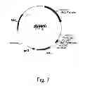 Fig. 08 - Polypeptides having cellulolytic enhancing activity and nucleic acids encoding same