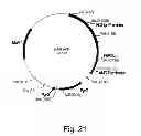 Fig. 22 - Polypeptides having cellulolytic enhancing activity and nucleic acids encoding same