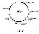 Fig. 28 - Polypeptides having cellulolytic enhancing activity and nucleic acids encoding same
