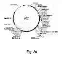 Fig. 30 - Polypeptides having cellulolytic enhancing activity and nucleic acids encoding same