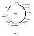 Fig. 32 - Polypeptides having cellulolytic enhancing activity and nucleic acids encoding same