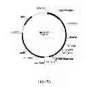 Fig. 35 - Polypeptides having cellulolytic enhancing activity and nucleic acids encoding same
