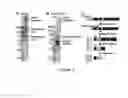 Fig. 03 - Prokaryotic RNAi-like system and methods of use
