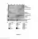Fig. 05 - Prokaryotic RNAi-like system and methods of use