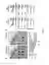Fig. 09 - Prokaryotic RNAi-like system and methods of use