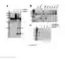 Fig. 10 - Prokaryotic RNAi-like system and methods of use
