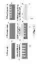 Fig. 10 - NON-ADHERENT CELL SUPPORT AND MANUFACTURING METHOD